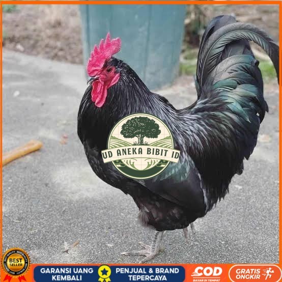 

Telur ayam black australorp fertil siap ditetaskan UD ANEKA BIBIT ID