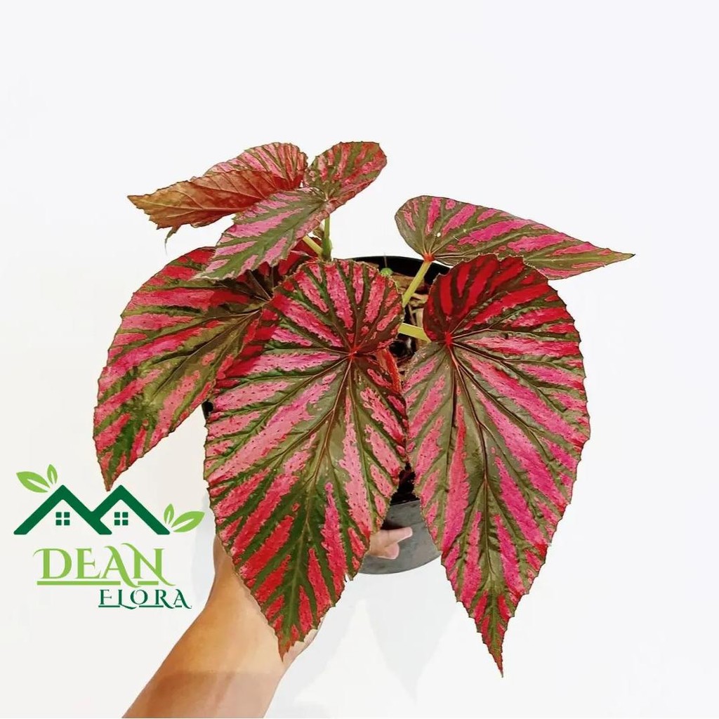 Tanaman Hias Begonia Brevirimosa - Begonia Rex Wallet - Begonia