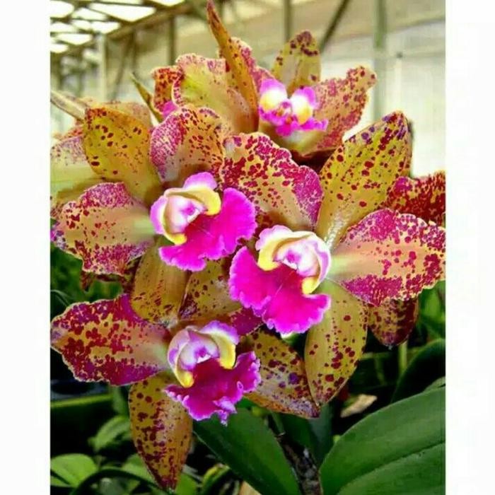 Anggrek Blc Waianae Leopard / cattleya orchid