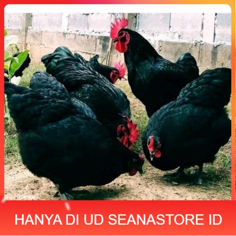 

TELUR AYAM HIAS PETELUR AUSTRALORP UNTUK DI TETASKAN UD SEANASTORE ID