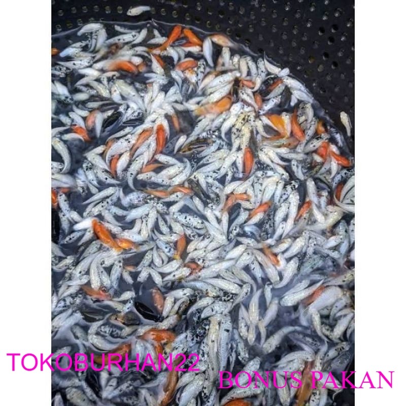 molly marbel paket 100ekor BONUS PAKAN