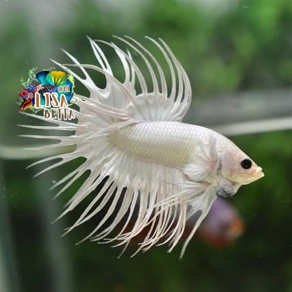 Hiasan soliter ikan cupang serit ct white platinum jantan kebutuhan aquarium