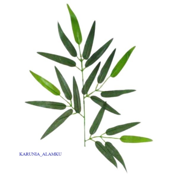 

Readyy Daun bambu kuning asli kondisi segar 100gram siap petik