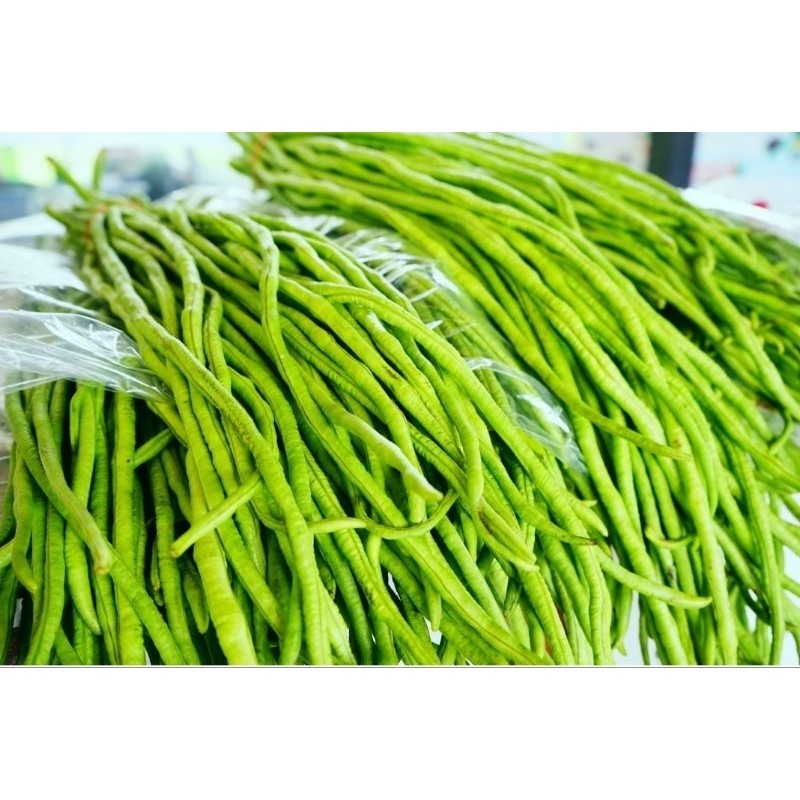 

Terbaru Kacang panjang isi 500 gram