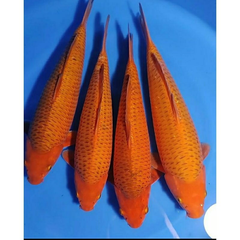 

PROMO TERBARU BERGARANSI koi benigoi penjinak berkualitas grade A+ ukuran 20-30cm up