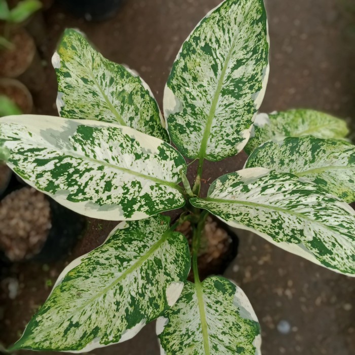 Tanaman Hias Aglonema Sri Rejeki Sparkle Difen Lukisan Cinta