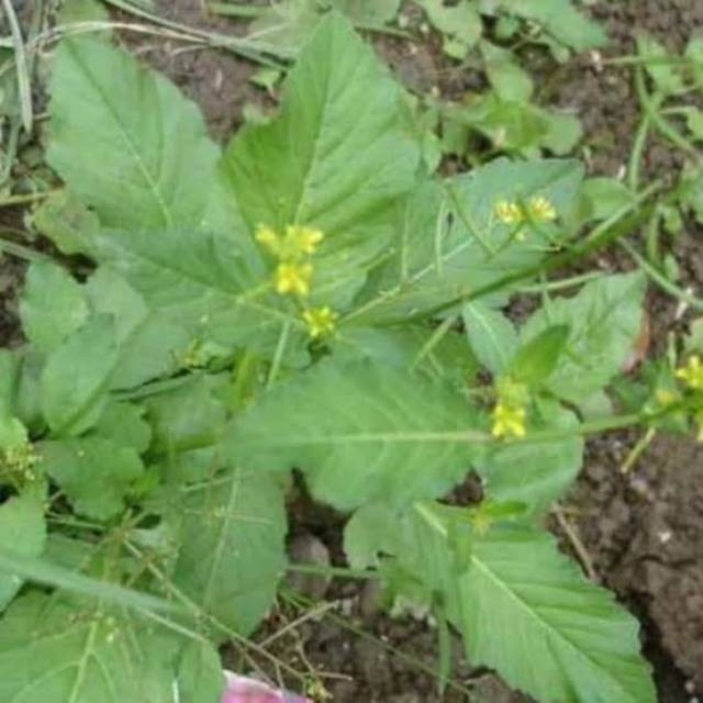 

Sawi Tanah Frest 250 Gram