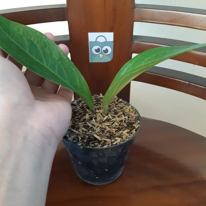 anthurium paketan ( tanduk byson. black garuda. dan dragon )