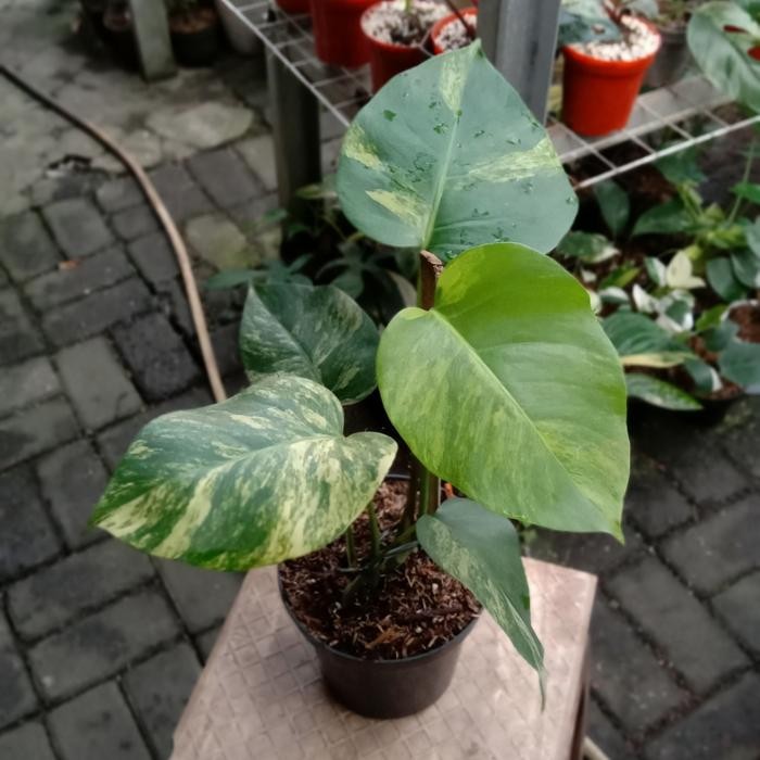 monstera marmorata aurea varigata