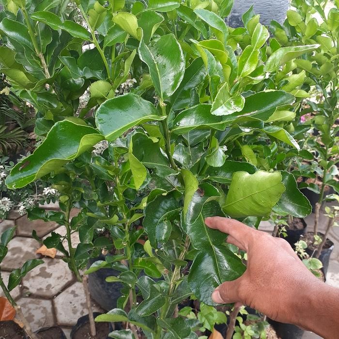 Bibit Daun Jeruk Purut Daun Jeruk Bumbu Masak