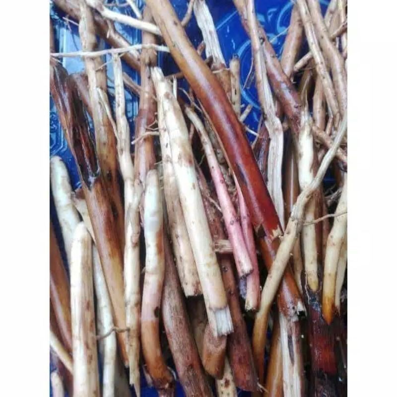 

Promo akar pinang/Jambe segar 500 gram obat herbal COD Saug_herbalco