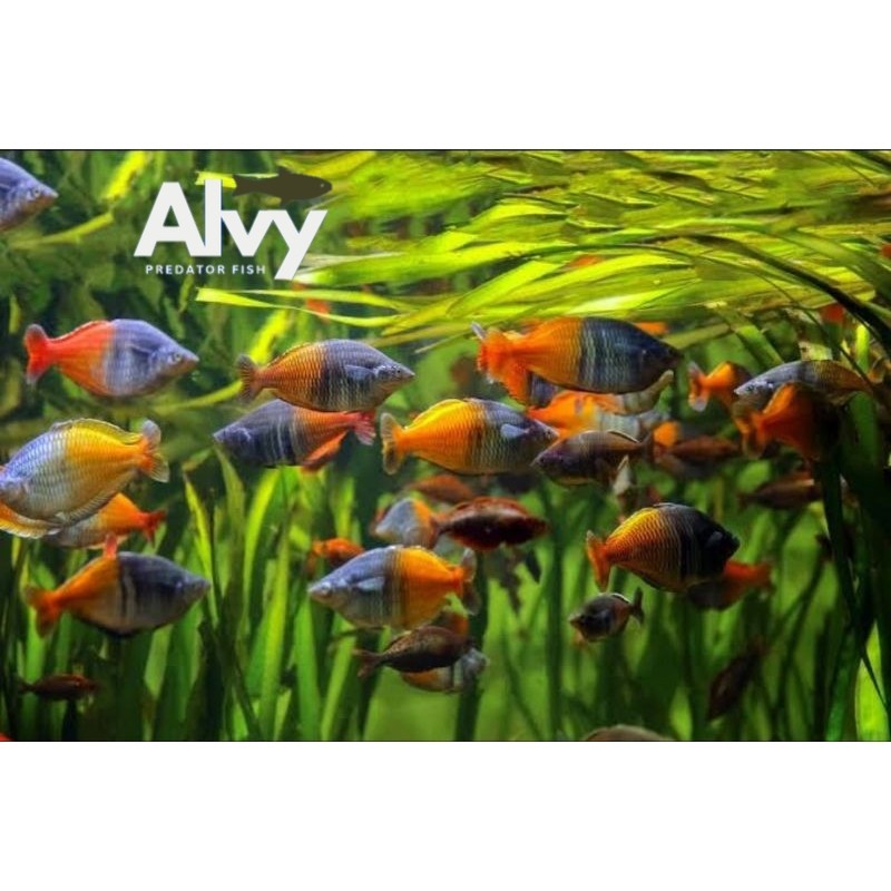 Rainbow Boesemani (Melanotaenia boesemanii) hias