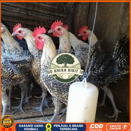 

Telur ayam arab siap ditetaskan - AYAM ARAB UD ANEKA BIBIT ID