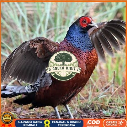 

Telur ayam hias ringneck hume's pheasant fertil siap ditetaskan UD ANEKA BIBIT ID