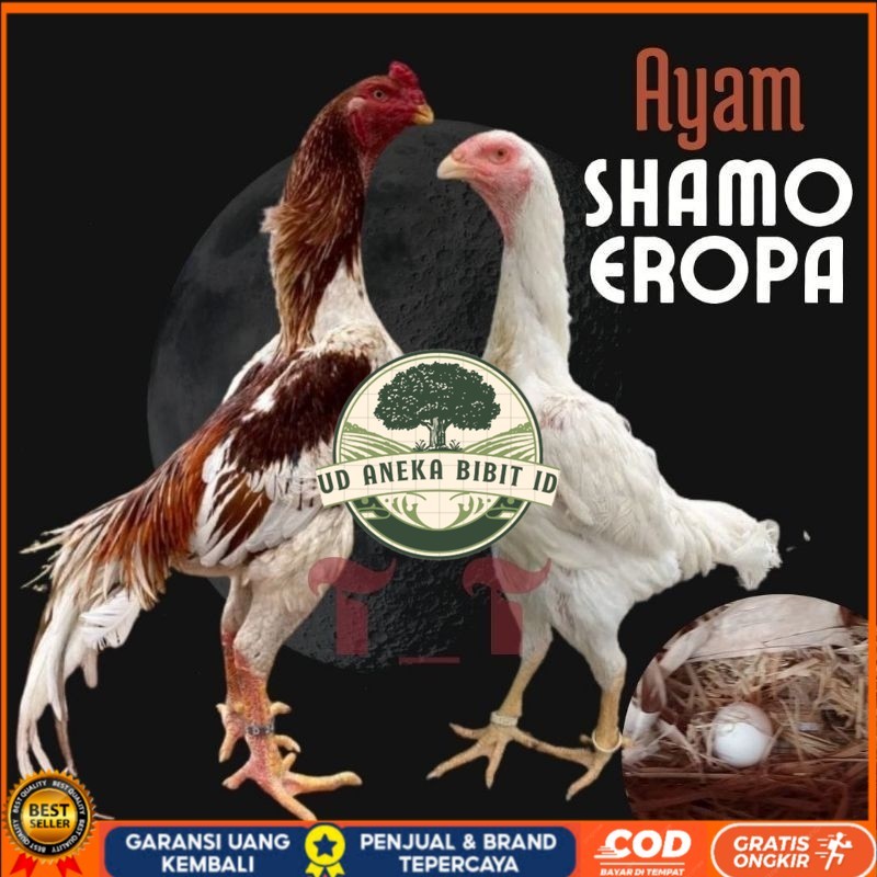 

telur ayam shamo eropa ori petarung bisa untuk di tetaskan UD ANEKA BIBIT ID