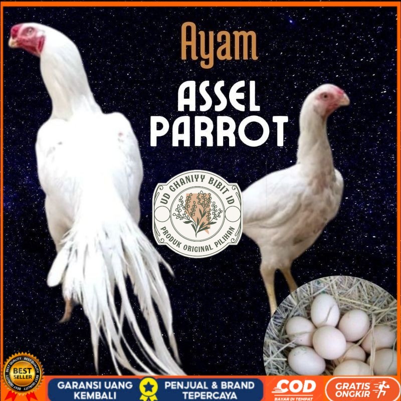 

telur ayam hias assel parrot untuk di tetaskan UD GHANIYY BIBIT ID