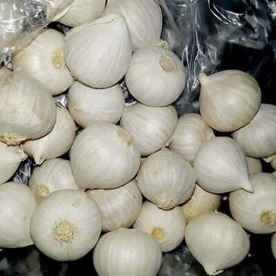 

bawang putih tunggal premium quality