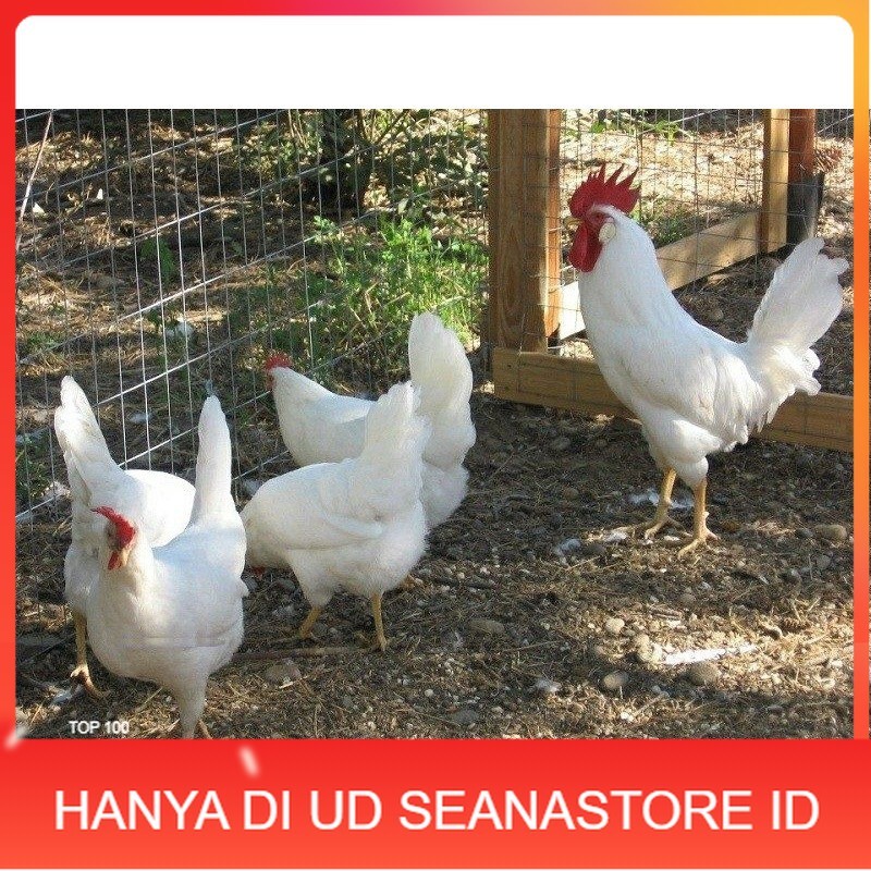 

TELUR AYAM ARAB WHITE UNTUK DI TETASKAN UD SEANASTORE ID