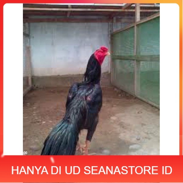 

TELUR TETAS AYAM PAKHOY TANGGUH UNTUK DI TETASKAN UD SEANASTORE ID