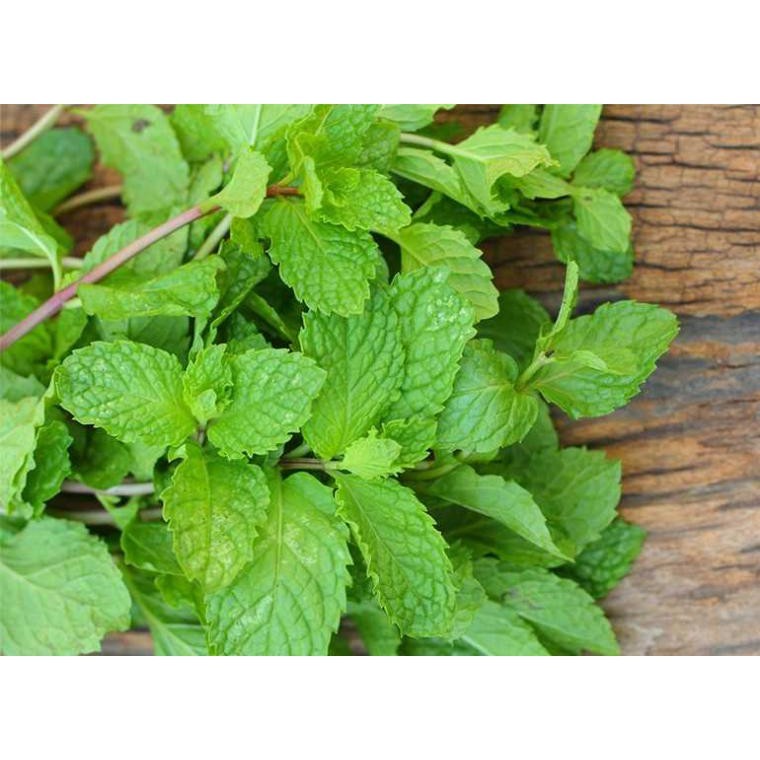 

Daun Mint/Paper Mint 100 gr fresh