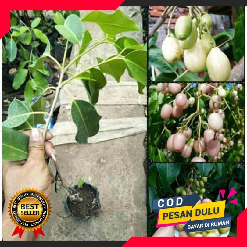 Bibit Tanaman Juwet Putih / Bibit Juwet Putih