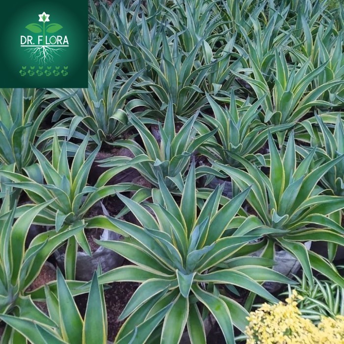 tanaman hias agave americana - agave siklok strip kuning
