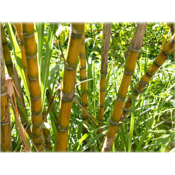 

tebu kuning manis segar 1 kg bisa untuk bibit - S Herbal