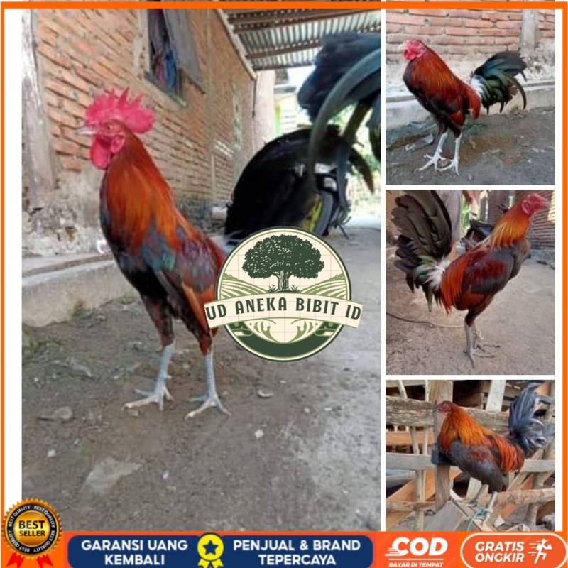 

Telur Ayam Fhilipin Hanya Untuk Ditetaskan UD ANEKA BIBIT ID