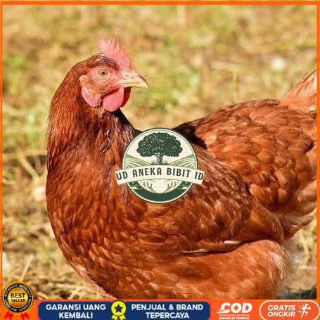 

Telur ayam rodhe island / telur ayam hias / telur fertil siap tetas UD ANEKA BIBIT ID