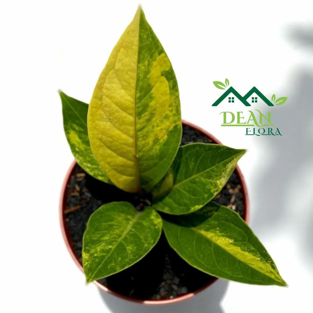 Tanaman Hias Anthurium Jemani Cobra Variegata - Anthurium Variegata