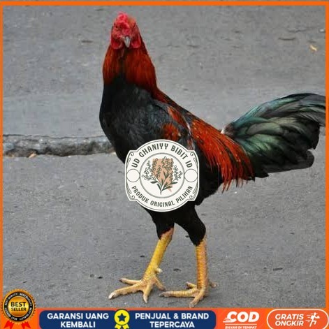 

Telur ayam bangkok pakhoy petarung aduan fertil untuk ditetaskan UD GHANIYY BIBIT ID