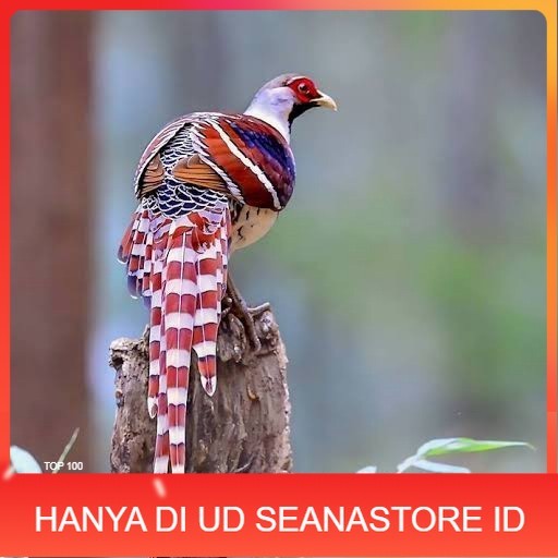 

Telur ayam hias ringneck hume's pheasant fertil untuk ditetaskan UD SEANASTORE ID