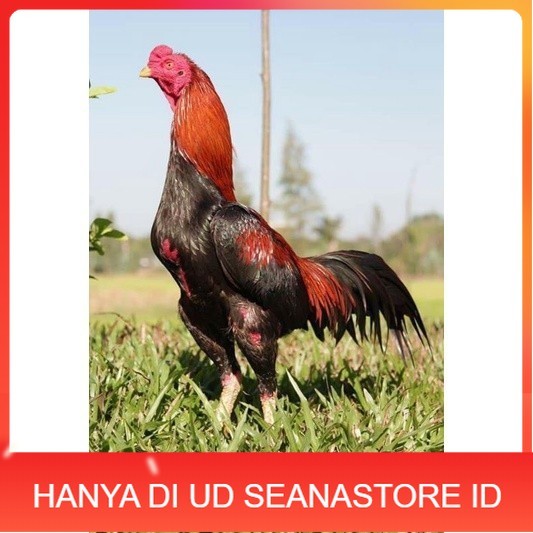 

3 EKOR TELUR BIRMA SUPER PROMO MURAH (COD) UD SEANASTORE ID