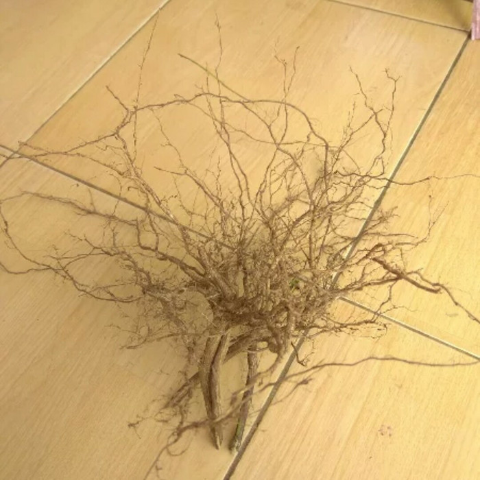 

Extra Herbal Akar Kayu Senggani Rimbun Pepetian Bukan Hrendong Untuk Aquascape