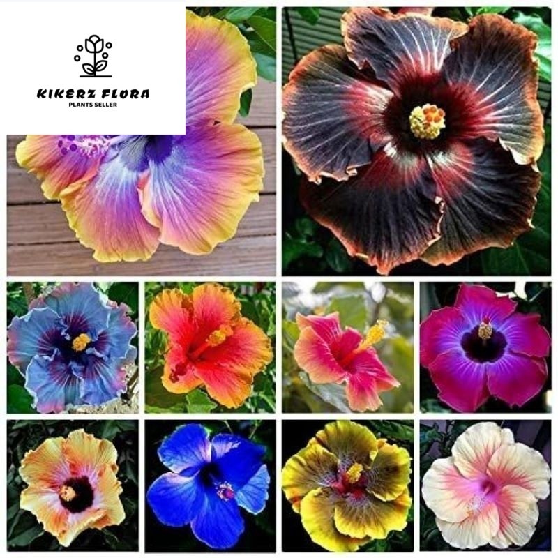 PAKETAN 10 Bunga sepatu Hibiscus - Tanaman hias bunga sepatu - taman hias kembang sepatu - macam Jen