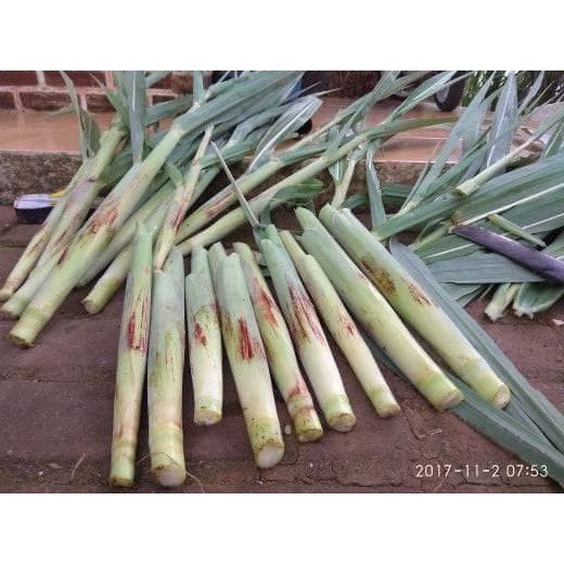 

500 gram Turubuk sayur atau Telur Tebu