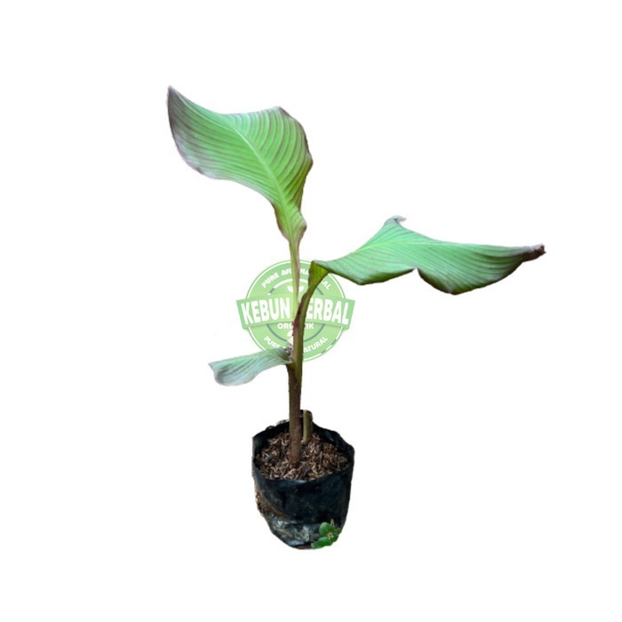 

Bibit Tanaman Obat Ganyong Ganyo Merah Asli Siap Tanam