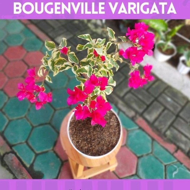 Tanaman Hias Bunga Bougenville Varigata - Bunga Bonsai Bougenville Varigata Berbunga