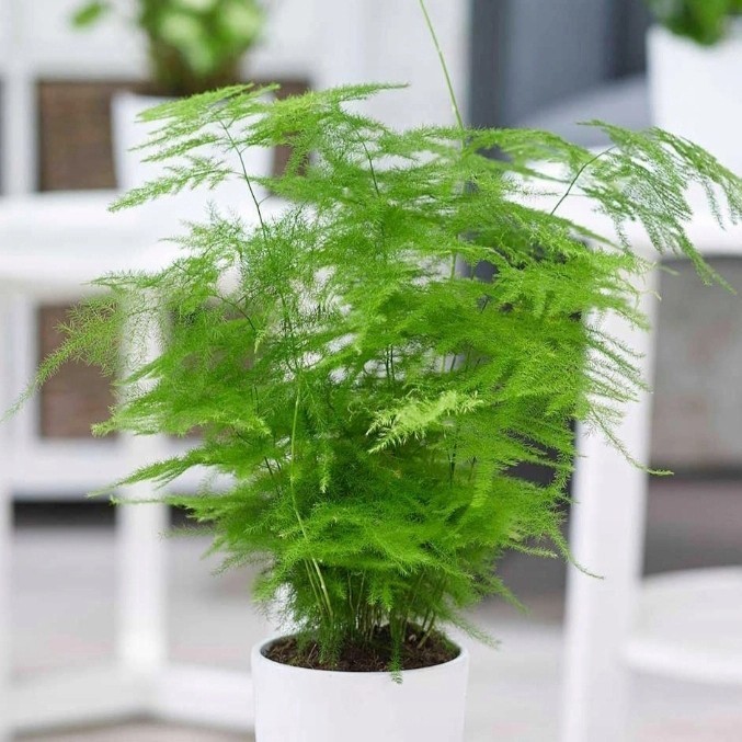 Tanaman Hias Indoor Outdoor Pakis Asparagus