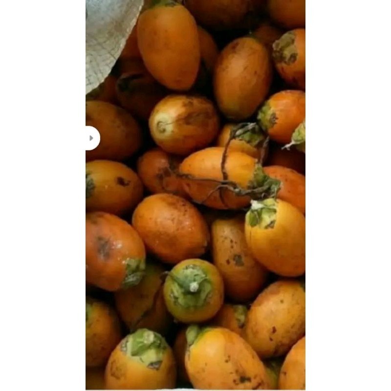 

buah pinang tua/jame tua 1 kg DN