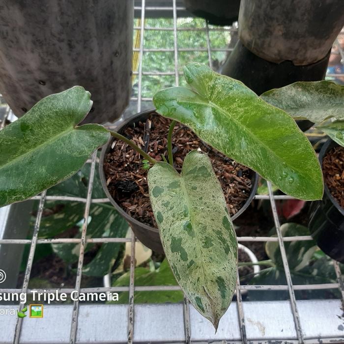 paraiso verde philodendron varigata