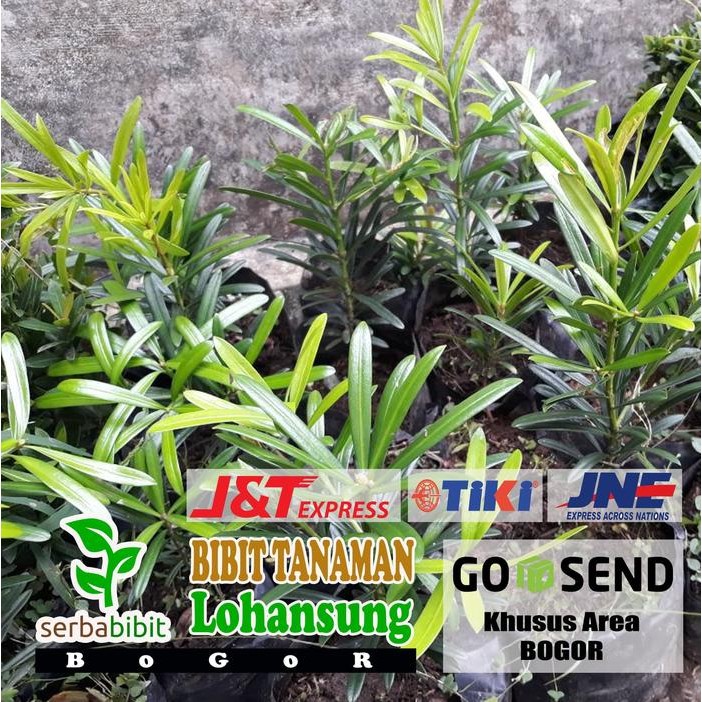 Bibit Lohansung Taiwan - Tanaman Lohansung - Pohon Lohansung