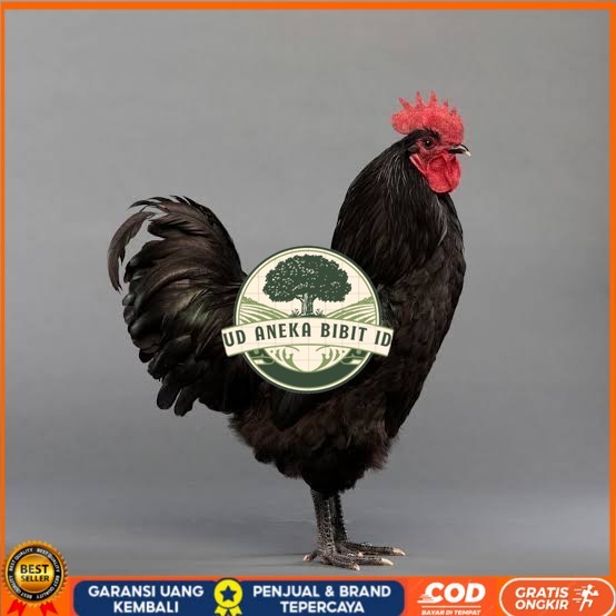 

Telur ayam hias black australorp fertil siap ditetaskan UD ANEKA BIBIT ID