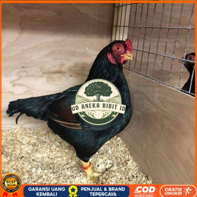 

TELUR AYAM HIAS BANTAM CORNISH UNTUK DI TETASKAN UD ANEKA BIBIT ID