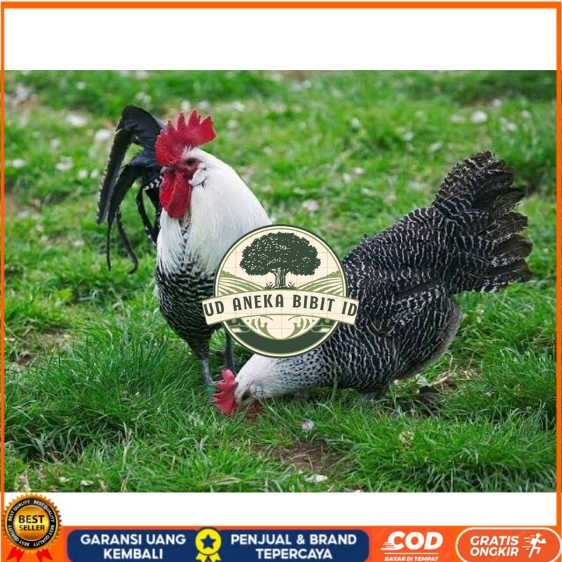 

TELUR AYAM ARAB PETELUR SUPER UNTUK DI TETASKAN UD ANEKA BIBIT ID