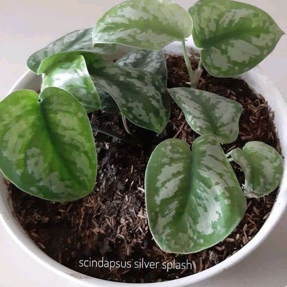 Tanaman hias scindapsus silver splash / sirih gading silver Pucuk_Ibun_96