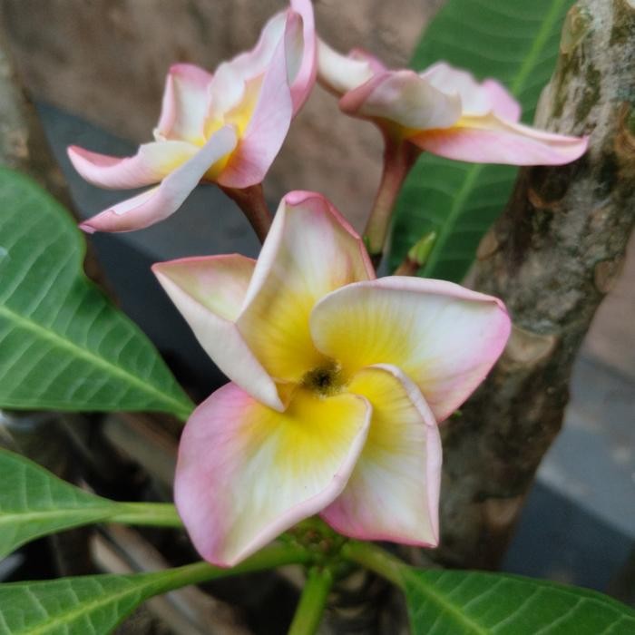 Stek Batang Jepun Plumeria Taj Mahal