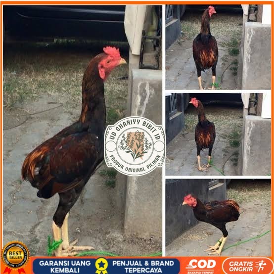 

Telur ayam tukung / telur ayam hias / telur fertil untuk ditetaskan UD GHANIYY BIBIT ID