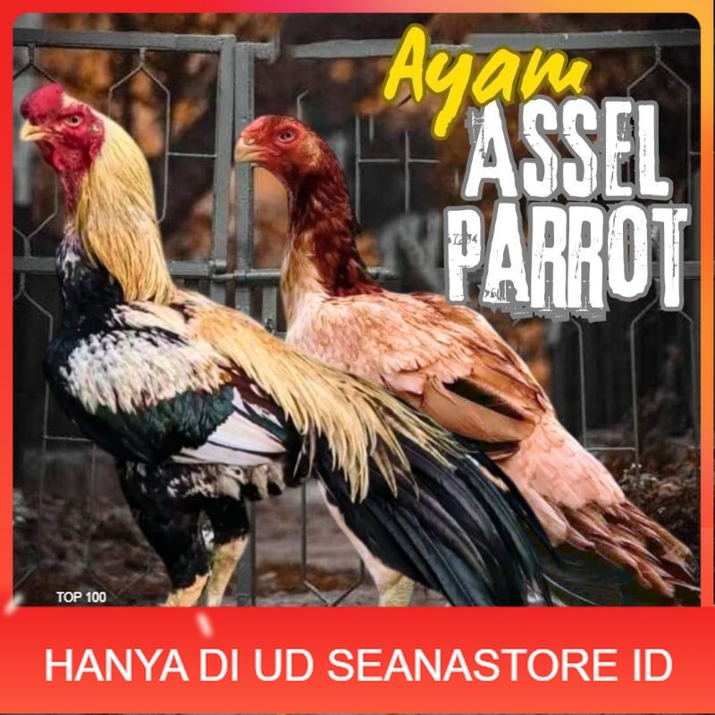 

telur ayam assel Parrot ori bisa untuk di tetaskan UD SEANASTORE ID