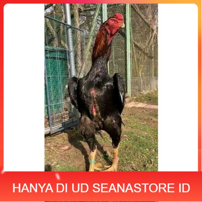 

TELUR AYAM RAINBOW UNTUK DI TETASKAN UD SEANASTORE ID